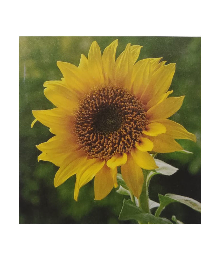 Sementi mellifere di girasole striato “3000 semi”