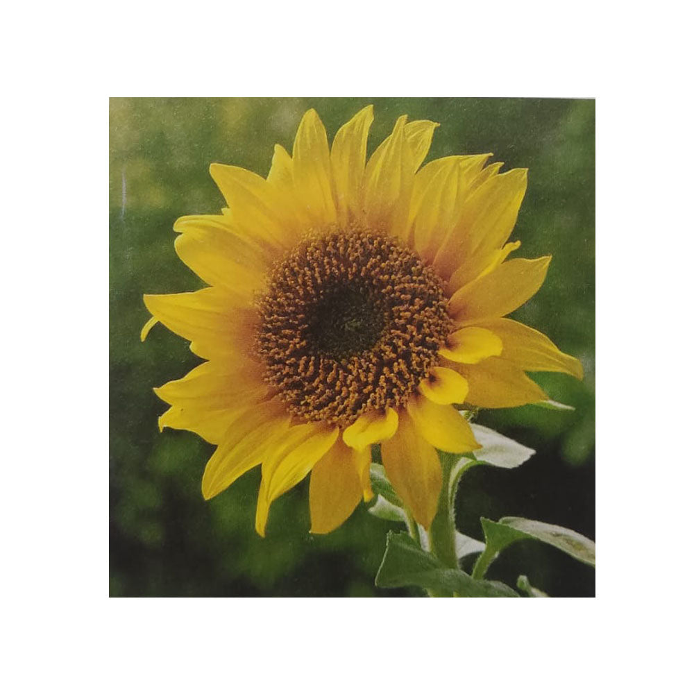 Sementi mellifere di girasole striato “3000 semi”