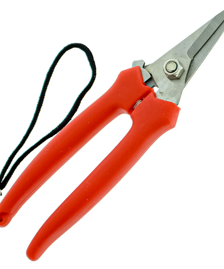 Forbice cogliuva 165mm inox cinturino