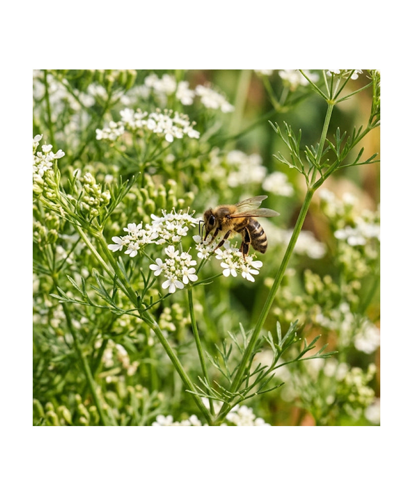 Semi di Coriandolo