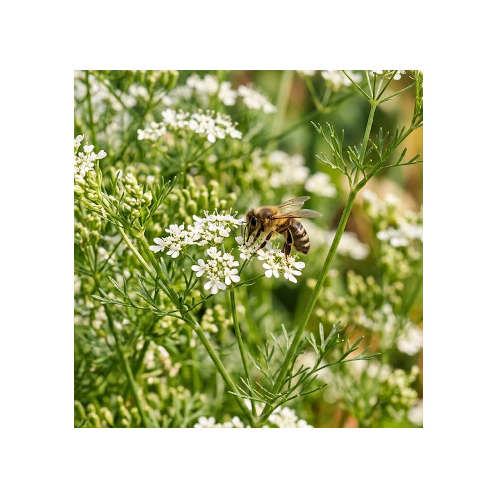 Semi di Coriandolo